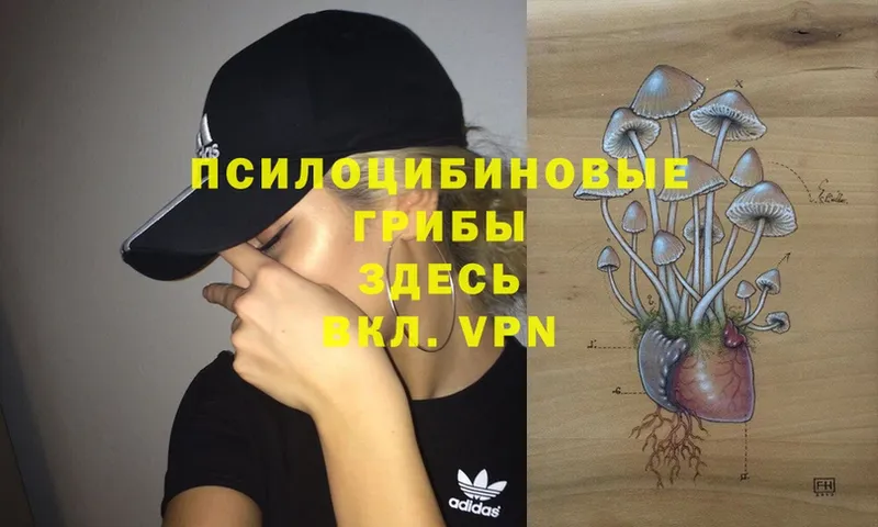 наркошоп  Старая Купавна  Псилоцибиновые грибы Magic Shrooms 